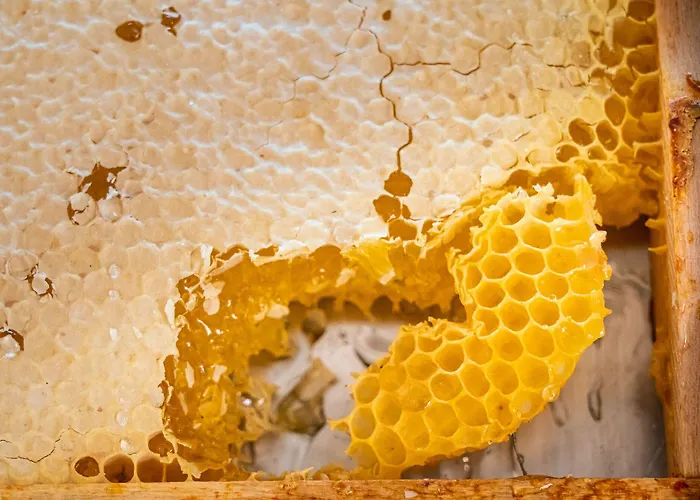 Classicx & - מלון Gensingen